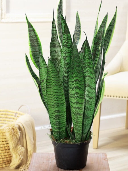 ⁦2 نبات جلد النمر Sansevieria  للزراعة في أماكن الظل وداخل المنازل والشركات والمداخل⁩ - الصورة ⁦6⁩