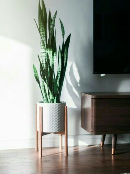 ⁦2 نبات جلد النمر Sansevieria  للزراعة في أماكن الظل وداخل المنازل والشركات والمداخل⁩ - الصورة ⁦3⁩