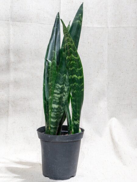 ⁦2 نبات جلد النمر Sansevieria  للزراعة في أماكن الظل وداخل المنازل والشركات والمداخل⁩ - الصورة ⁦10⁩