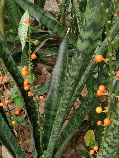 ⁦2 نبات جلد النمر Sansevieria  للزراعة في أماكن الظل وداخل المنازل والشركات والمداخل⁩ - الصورة ⁦11⁩