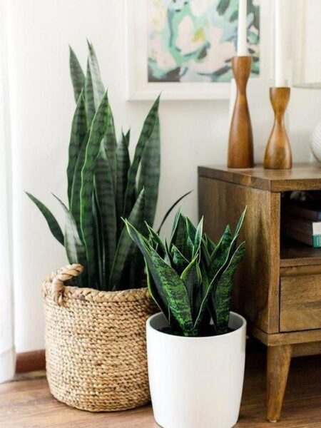 ⁦2 نبات جلد النمر Sansevieria  للزراعة في أماكن الظل وداخل المنازل والشركات والمداخل⁩ - الصورة ⁦7⁩
