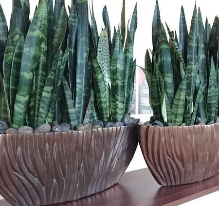 ⁦2 نبات جلد النمر Sansevieria  للزراعة في أماكن الظل وداخل المنازل والشركات والمداخل⁩ - الصورة ⁦8⁩
