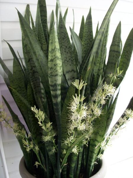⁦2 نبات جلد النمر Sansevieria  للزراعة في أماكن الظل وداخل المنازل والشركات والمداخل⁩ - الصورة ⁦9⁩