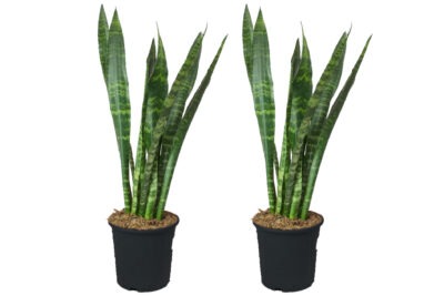 2 نبات جلد النمر Sansevieria  للزراعة في أماكن الظل وداخل المنازل والشركات والمداخل