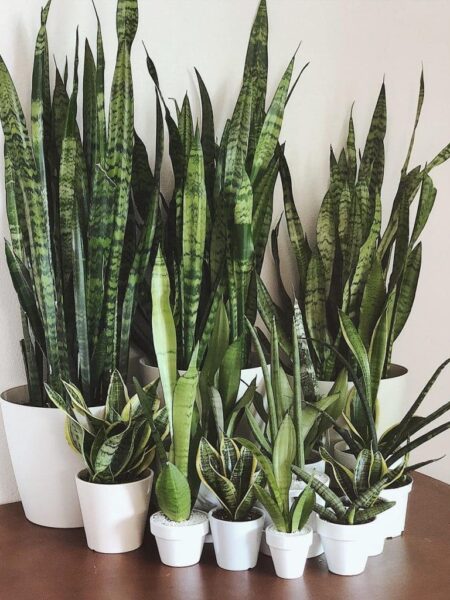 ⁦2 نبات جلد النمر Sansevieria  للزراعة في أماكن الظل وداخل المنازل والشركات والمداخل⁩ - الصورة ⁦2⁩
