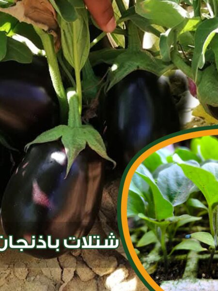 ⁦50 شتلة خضار متنوعة⁩ - الصورة ⁦5⁩