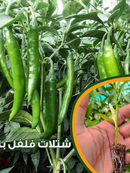 ⁦50 شتلة خضار متنوعة⁩ - الصورة ⁦4⁩