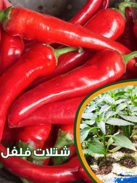 ⁦مجموعة 25 شتلة خضار من شطة حارة وشطة باردة والباذنجان الأبيض الطويل والباذنجان الأسود والفلفل الرومي للزراعة المزلية في الحديقة والبلكونة وأسطح المنازل والأراضى⁩ - الصورة ⁦2⁩