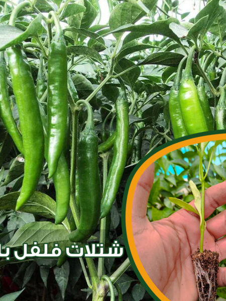 ⁦مجموعة 25 شتلة خضار من شطة حارة وشطة باردة والباذنجان الأبيض الطويل والباذنجان الأسود والفلفل الرومي للزراعة المزلية في الحديقة والبلكونة وأسطح المنازل والأراضى⁩ - الصورة ⁦3⁩