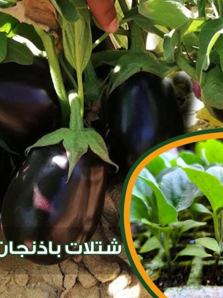 ⁦مجموعة 25 شتلة خضار من شطة حارة وشطة باردة والباذنجان الأبيض الطويل والباذنجان الأسود والفلفل الرومي للزراعة المزلية في الحديقة والبلكونة وأسطح المنازل والأراضى⁩ - الصورة ⁦4⁩