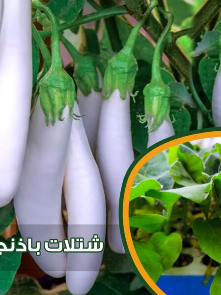 ⁦مجموعة 25 شتلة خضار من شطة حارة وشطة باردة والباذنجان الأبيض الطويل والباذنجان الأسود والفلفل الرومي للزراعة المزلية في الحديقة والبلكونة وأسطح المنازل والأراضى⁩ - الصورة ⁦7⁩