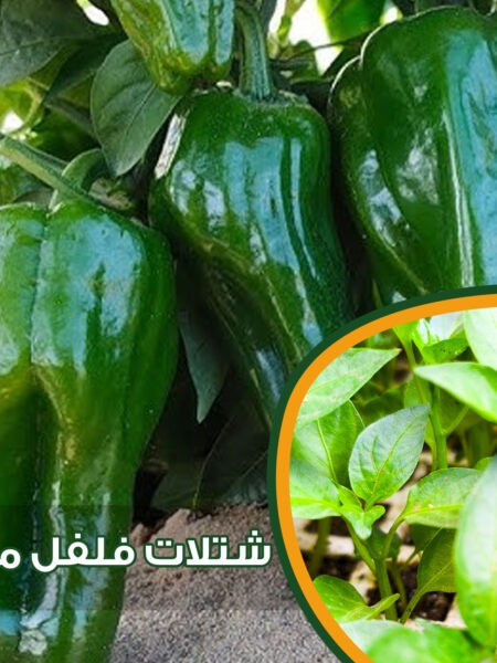 ⁦مجموعة 25 شتلة خضار من شطة حارة وشطة باردة والباذنجان الأبيض الطويل والباذنجان الأسود والفلفل الرومي للزراعة المزلية في الحديقة والبلكونة وأسطح المنازل والأراضى⁩ - الصورة ⁦5⁩