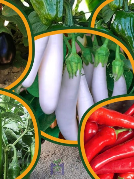 مجموعة 25 شتلة خضار من شطة حارة وشطة باردة والباذنجان الأبيض الطويل والباذنجان الأسود والفلفل الرومي للزراعة المزلية في الحديقة والبلكونة وأسطح المنازل والأراضى