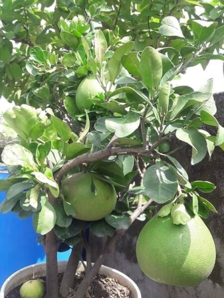 ⁦ليمون بوملي⁩ - الصورة ⁦3⁩