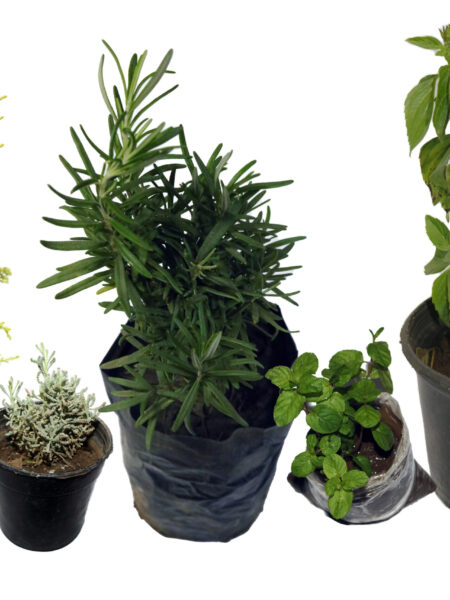 مجموعة 5 نباتات طاردة للحشرات والزواحف