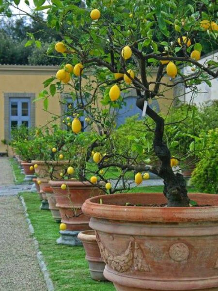 ⁦شجرة ليمون Lemon Adalia أضاليا مقزمة عليها الثمار للزراعة في البلكونات والحدائق وعلى أسطح المنازل⁩ - الصورة ⁦2⁩
