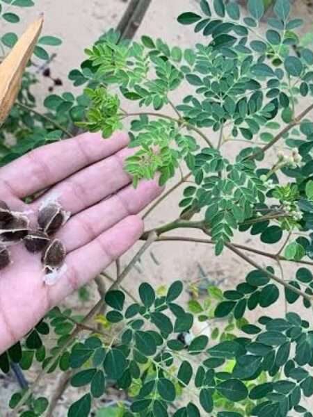 بذور شجرة المعجزة المورينجا أولفيرا 30 بذرة