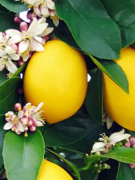 ⁦شجرة ليمون Lemon Adalia أضاليا مقزمة عليها الثمار للزراعة في البلكونات والحدائق وعلى أسطح المنازل⁩ - الصورة ⁦9⁩