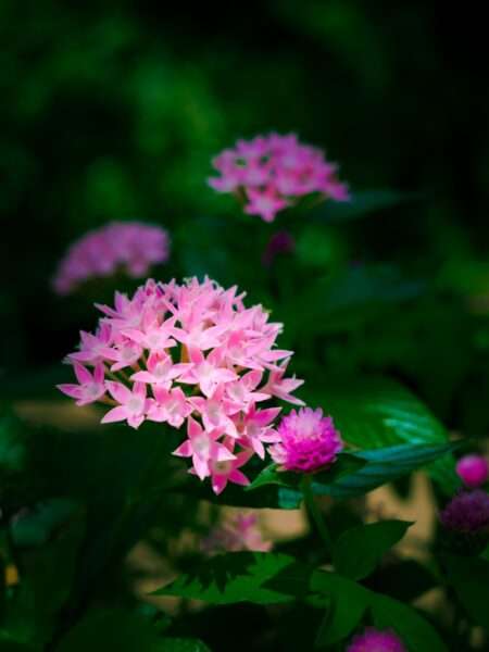 pink and white flower in tilt shift lens