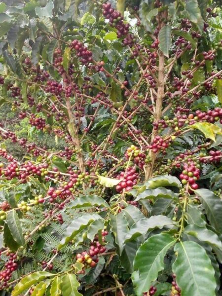 ⁦2 شجرة البن أو شجرة القهوة للزراعة المنزلية والحقول Coffea  دائمة الخضرة ومعمرة وتعطي شكل جمالى وثمار⁩ - الصورة ⁦4⁩