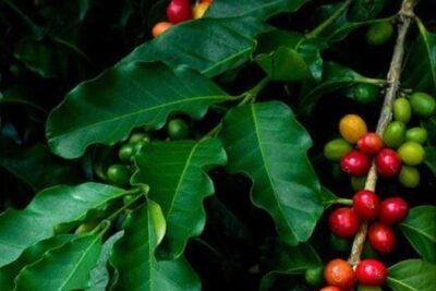 2 شجرة البن أو شجرة القهوة للزراعة المنزلية والحقول Coffea  دائمة الخضرة ومعمرة وتعطي شكل جمالى وثمار