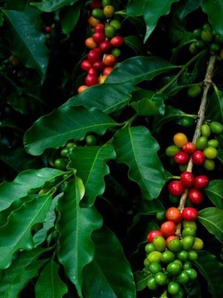 2 شجرة البن أو شجرة القهوة للزراعة المنزلية والحقول Coffea  دائمة الخضرة ومعمرة وتعطي شكل جمالى وثمار