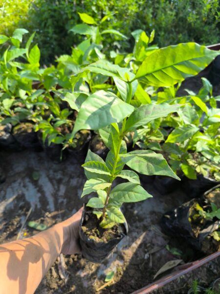 ⁦2 شجرة البن أو شجرة القهوة للزراعة المنزلية والحقول Coffea  دائمة الخضرة ومعمرة وتعطي شكل جمالى وثمار⁩ - الصورة ⁦5⁩