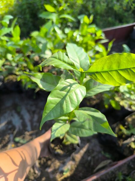 ⁦2 شجرة البن أو شجرة القهوة للزراعة المنزلية والحقول Coffea  دائمة الخضرة ومعمرة وتعطي شكل جمالى وثمار⁩ - الصورة ⁦3⁩