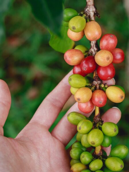 ⁦2 شجرة البن أو شجرة القهوة للزراعة المنزلية والحقول Coffea  دائمة الخضرة ومعمرة وتعطي شكل جمالى وثمار⁩ - الصورة ⁦6⁩