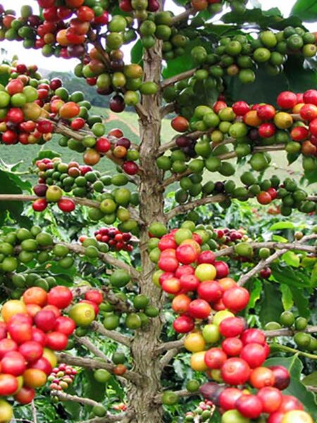 ⁦2 شجرة البن أو شجرة القهوة للزراعة المنزلية والحقول Coffea  دائمة الخضرة ومعمرة وتعطي شكل جمالى وثمار⁩ - الصورة ⁦7⁩