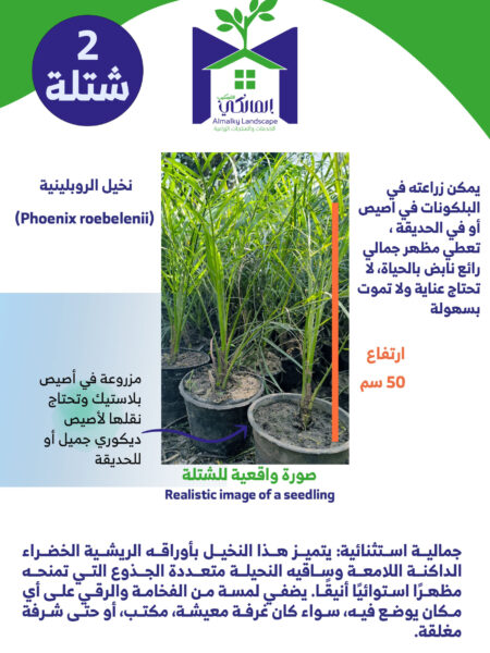 ⁦2 نخيل روبلينية Phoenix roebelenii⁩ - الصورة ⁦7⁩