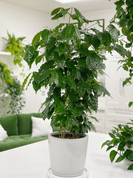 ⁦2 شجرة البن أو شجرة القهوة للزراعة المنزلية والحقول Coffea  دائمة الخضرة ومعمرة وتعطي شكل جمالى وثمار⁩ - الصورة ⁦8⁩