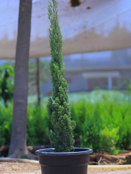 ⁦2 سرو ايطالي⁩ - الصورة ⁦2⁩