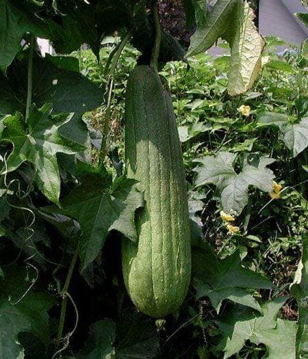 ⁦بذور متسلقة اللوف 50 بذرة Loofah سريع النمو ويصلح للبلكونات ويخفف من درجات الحرارة⁩ - الصورة ⁦2⁩