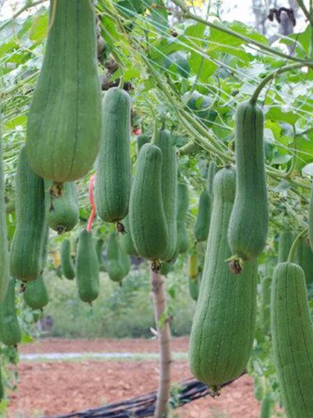 ⁦بذور متسلقة اللوف 50 بذرة Loofah سريع النمو ويصلح للبلكونات ويخفف من درجات الحرارة⁩ - الصورة ⁦4⁩