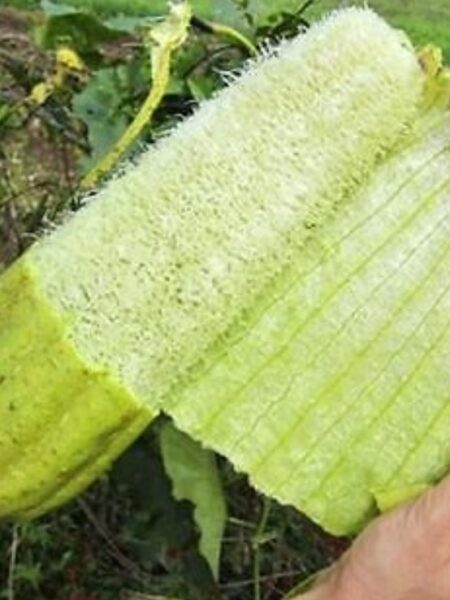 ⁦بذور متسلقة اللوف 50 بذرة Loofah سريع النمو ويصلح للبلكونات ويخفف من درجات الحرارة⁩ - الصورة ⁦8⁩