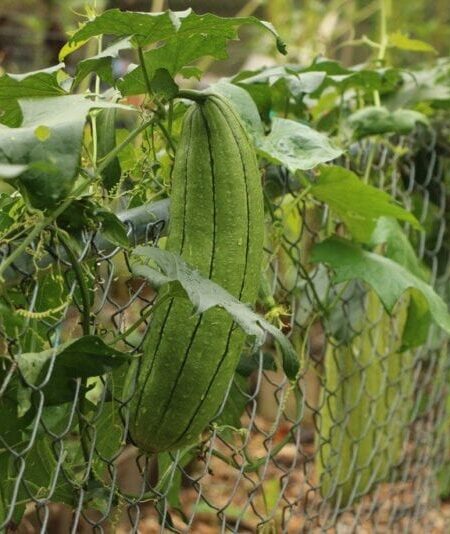 ⁦بذور متسلقة اللوف 50 بذرة Loofah سريع النمو ويصلح للبلكونات ويخفف من درجات الحرارة⁩ - الصورة ⁦9⁩